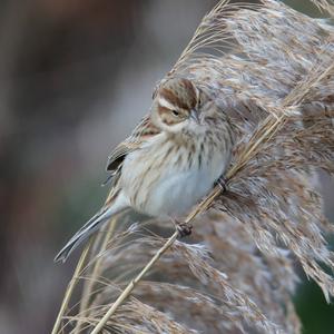 Reed Bunting