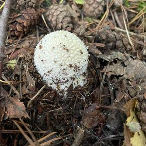 Fly Agaric