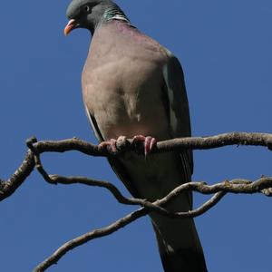 Stock Dove