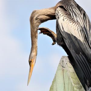 Amerikanischer Schlangenhalsvogel