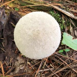 Gem-studded Puffball