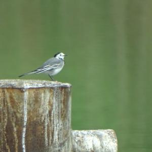 White Wagtail