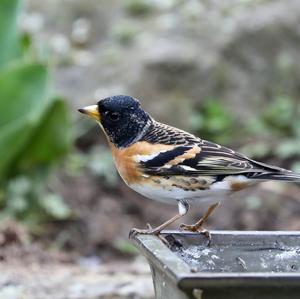 Brambling