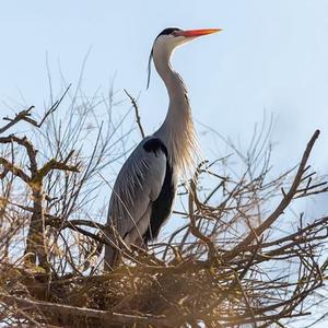 Grey Heron