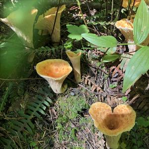 Chanterelle, Common