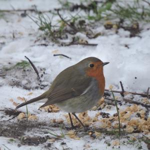 European Robin