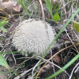 Spiny Puffball