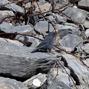 Blue Rock-thrush