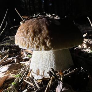 King Bolete