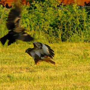 Common Buzzard