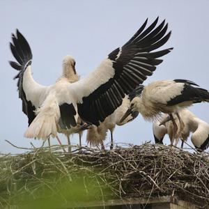 White Stork