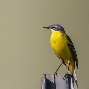 Yellow Wagtail