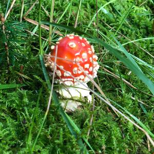 Fly Agaric