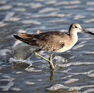 Willet