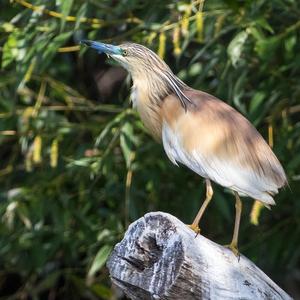 Squacco Heron