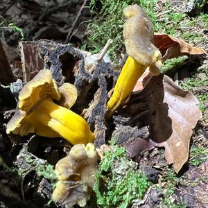 Trumpet Chanterelle