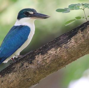 Collared Kingfisher