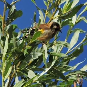 European Goldfinch