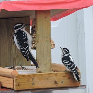 Downy Woodpecker