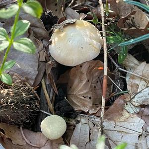 Chanterelle, Common