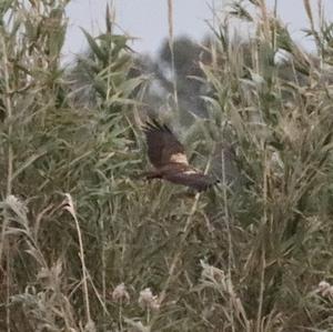 Western Marsh-harrier