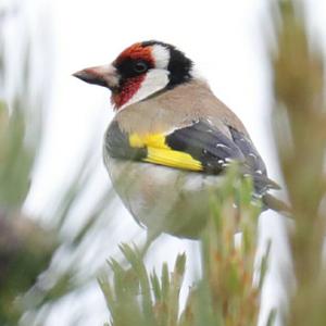 European Goldfinch