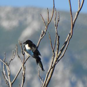 Black-billed Magpie