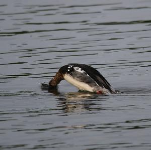 Common Merganser