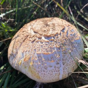 Yellow-foot Agaric