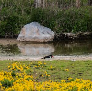 Eurasian Oystercatcher