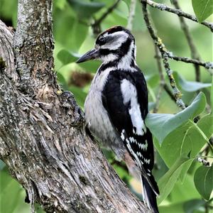 Great Spotted Woodpecker