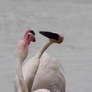 Greater Flamingo