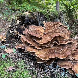 Black-staining Polypore