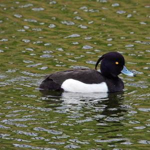 Tufted Duck