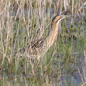 Great Bittern