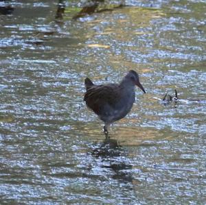 Water Rail