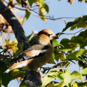 Hawfinch