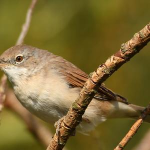 Common Whitethroat