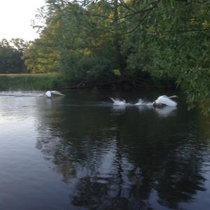 Mute Swan