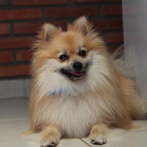 Pomeranian