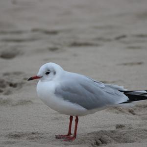 Black-headed Gull