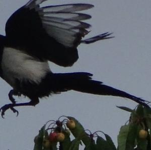 Black-billed Magpie