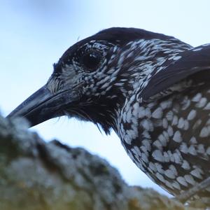 Spotted Nutcracker