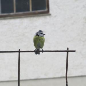 Blue Tit