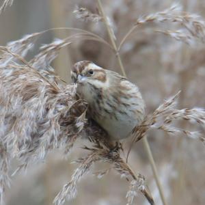 Reed Bunting