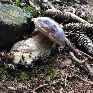 King Bolete