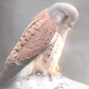 Common Kestrel