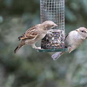 House Sparrow