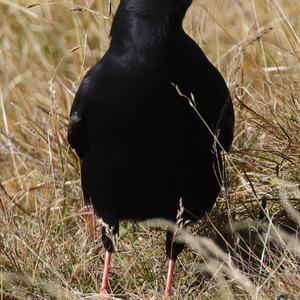 Yellow-billed Chough