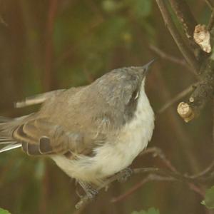 Lesser Whitethroat